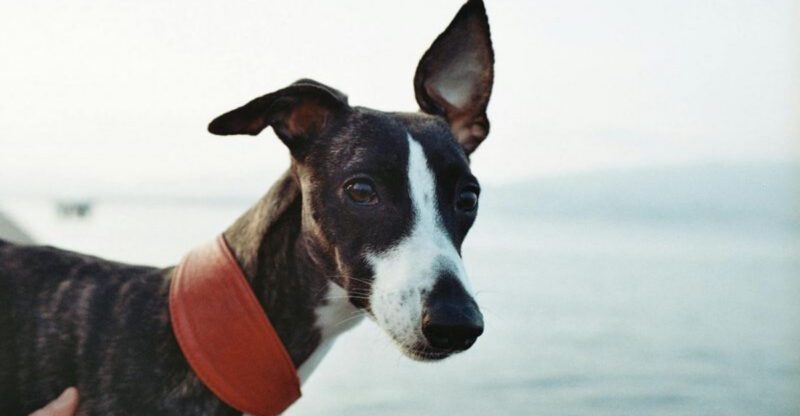 13 Dog Breeds That Are Masters of the Side Eye and Silent Judgment