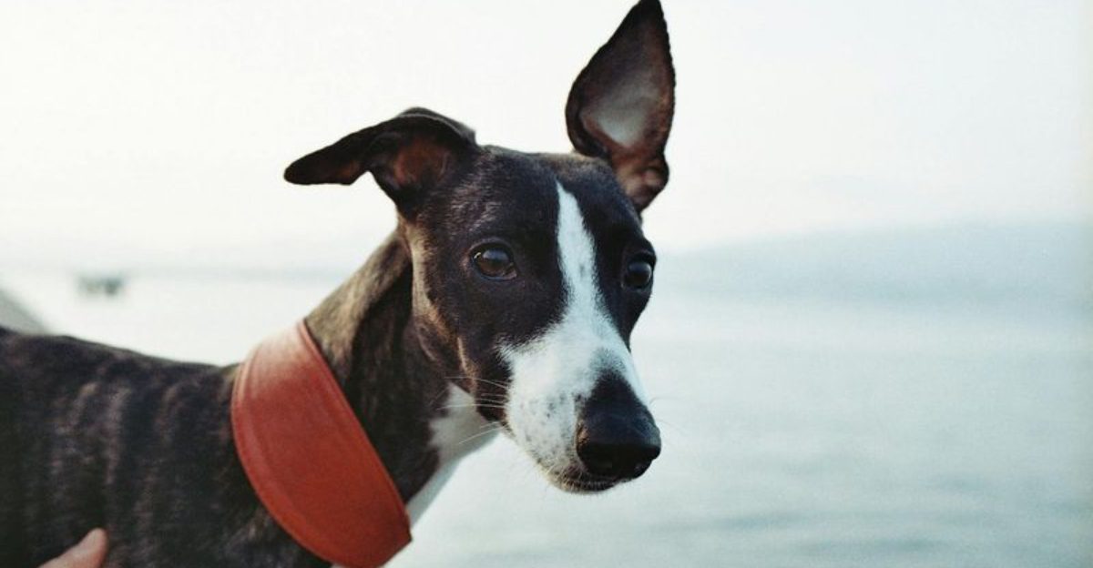 13 Dog Breeds That Are Masters of the Side Eye and Silent Judgment