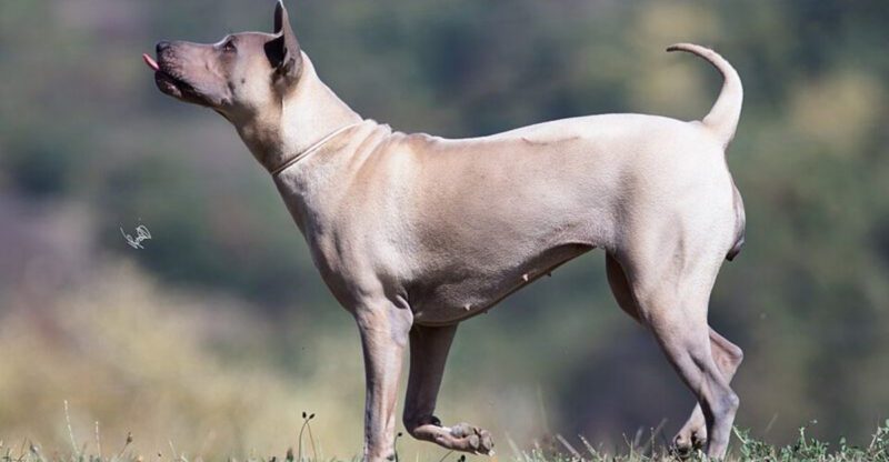 13 Dog Breeds That Are Often Picky About Where They Poop The Walk Pattern That Solves It