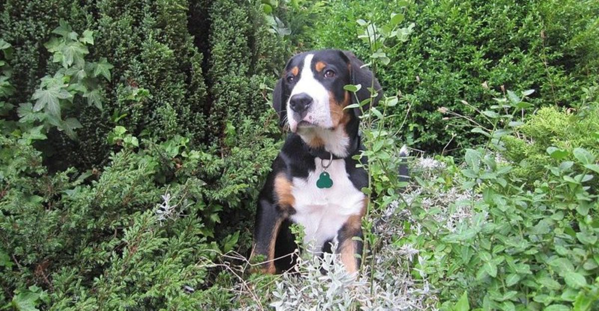 13 Dog Breeds That Are Prone To Weight Creep After Neutering How Owners Can Prevent It