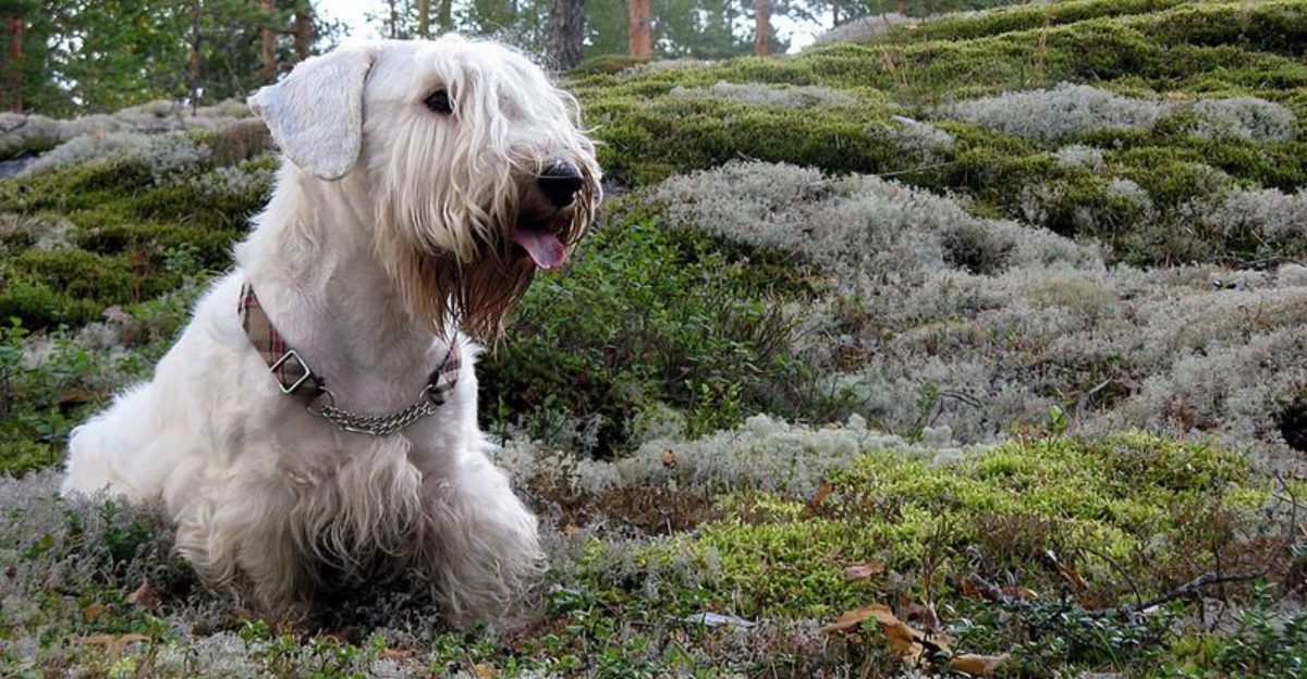13 Dog Breeds That Behave Like Theyre Training You Instead of the Other Way Around