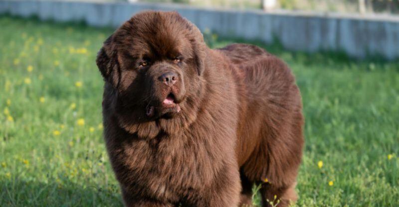 13 Dog Breeds That Can Flip From Friendly to Overwhelmed The Social Mistakes Owners Make