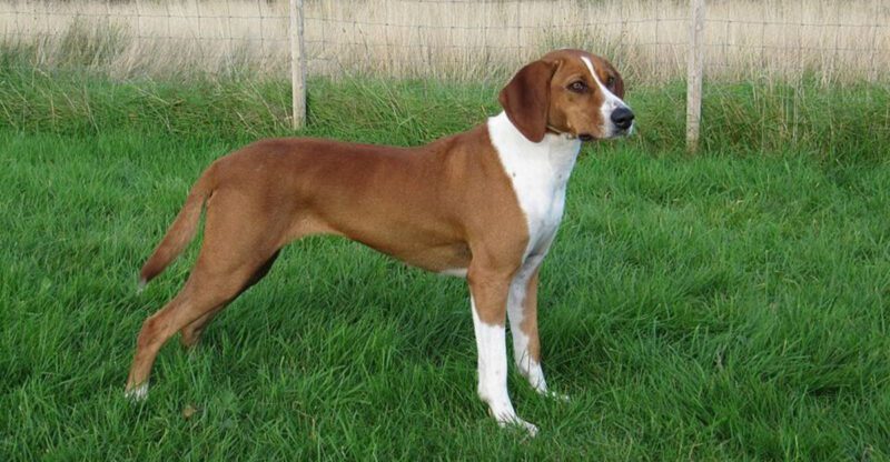 13 Dog Breeds That Get More Anxious After Dinner – And Why Timing Matters More Than Food