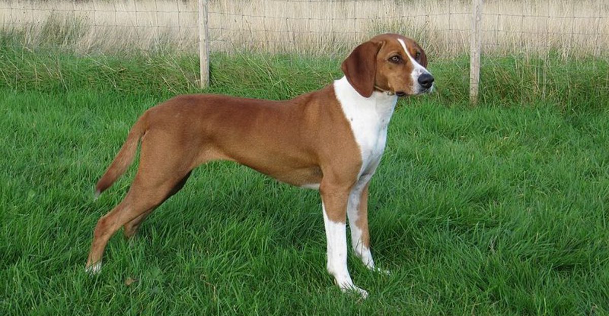 13 Dog Breeds That Get More Anxious After Dinner – And Why Timing Matters More Than Food