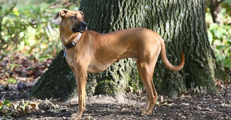 13 Dog Breeds That Get Restless From Too Much Comfort Why Soft Lives Create Hard Behaviors dog news