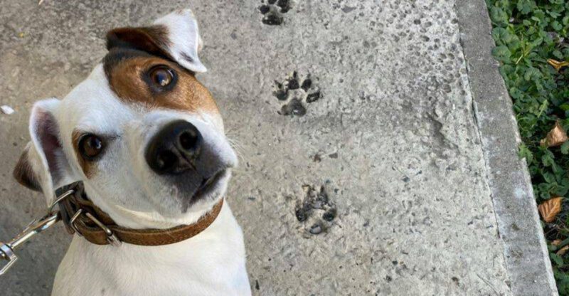 13 Dog Breeds That Hit a Teen Phase Harder Than Others And How to Get Through It Without Losing Your Mind