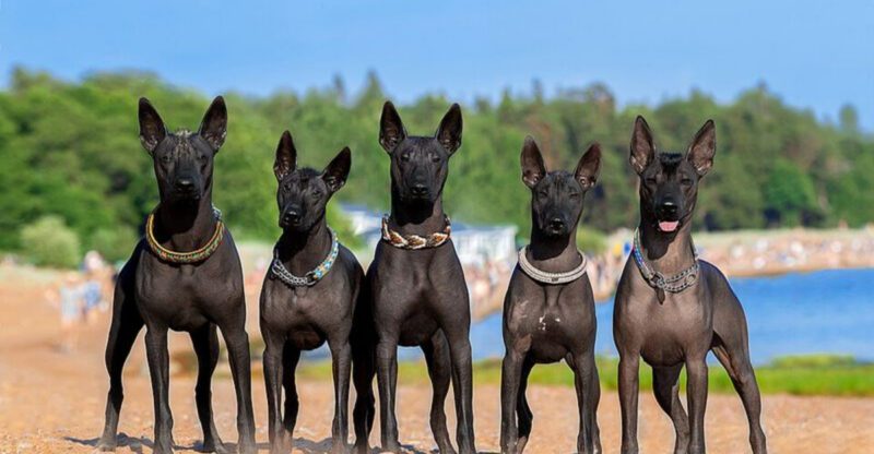 13 Dog Breeds That Look Like Mixed Breeds but Arent Heres What Makes Them Unique