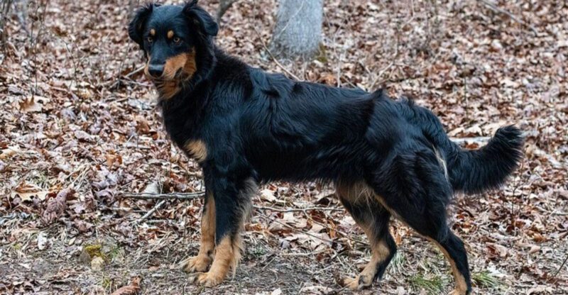 13 Dog Breeds That React Differently Depending on Which Family Member Is Holding the Leash