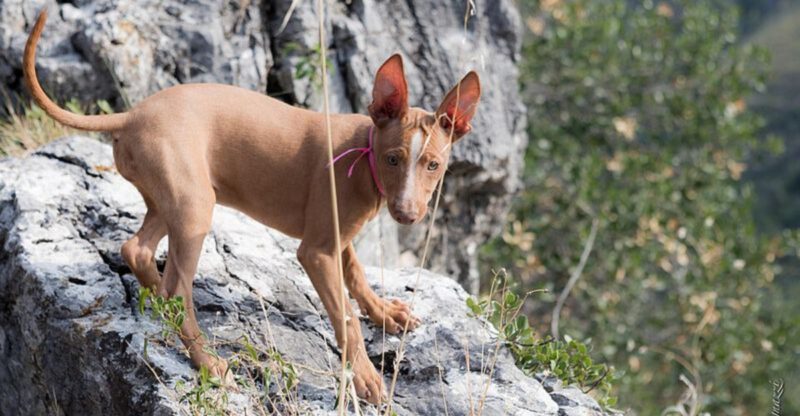 13 Dog Breeds That Suddenly Refuse a Favorite Food Dont Ignore This Pattern