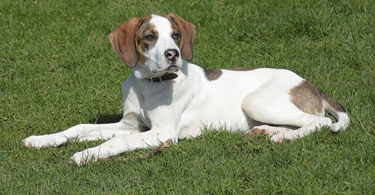 13 Dog Breeds That Take Every Goodbye Way Too Seriously