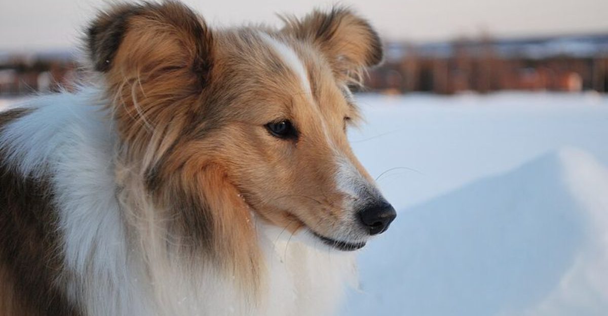 13 Dog Breeds Whose Minds Keep Up With the Modern World Better Than Most Humans