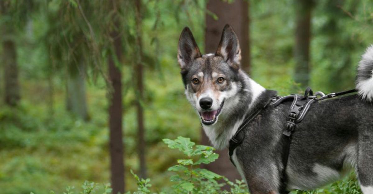 13 Dog Breeds With Dense Undercoats The Bathing Mistake That Traps Moisture