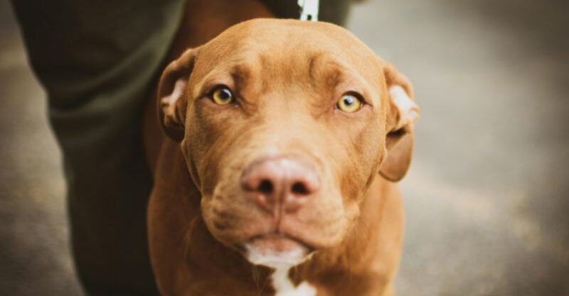 13 Overlooked Dog Breeds Still Waiting for Their Forever Home