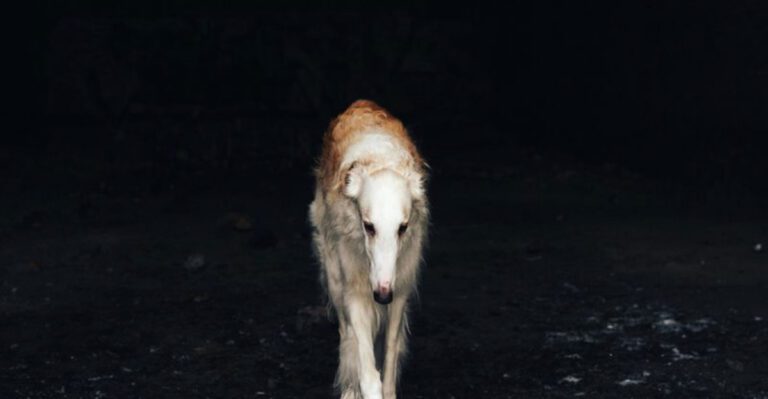 13 Quiet Dog Breeds That Make Wonderfully Peaceful Companions dog news