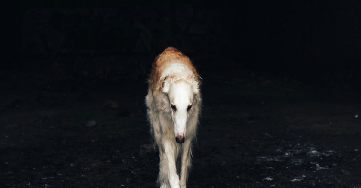 13 Quiet Dog Breeds That Make Wonderfully Peaceful Companions