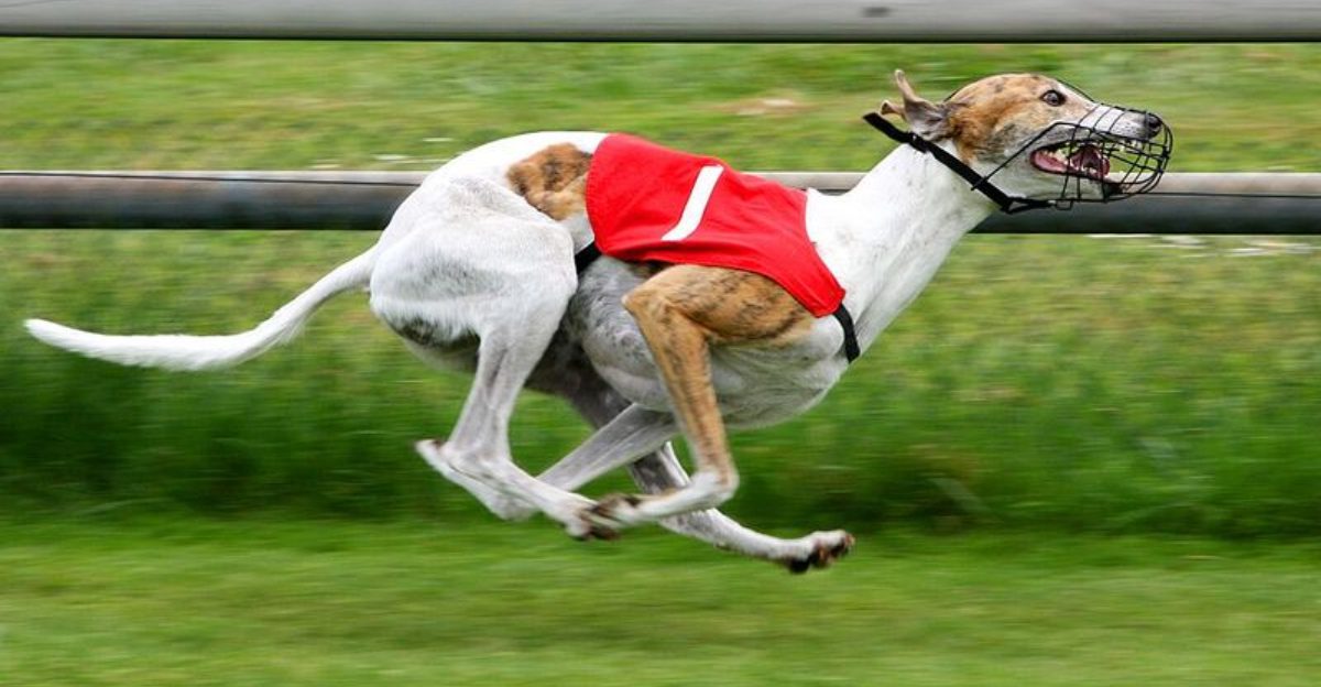 13 Sighthound Breeds Built for Speed Why Their Recall Can Be So Challenging