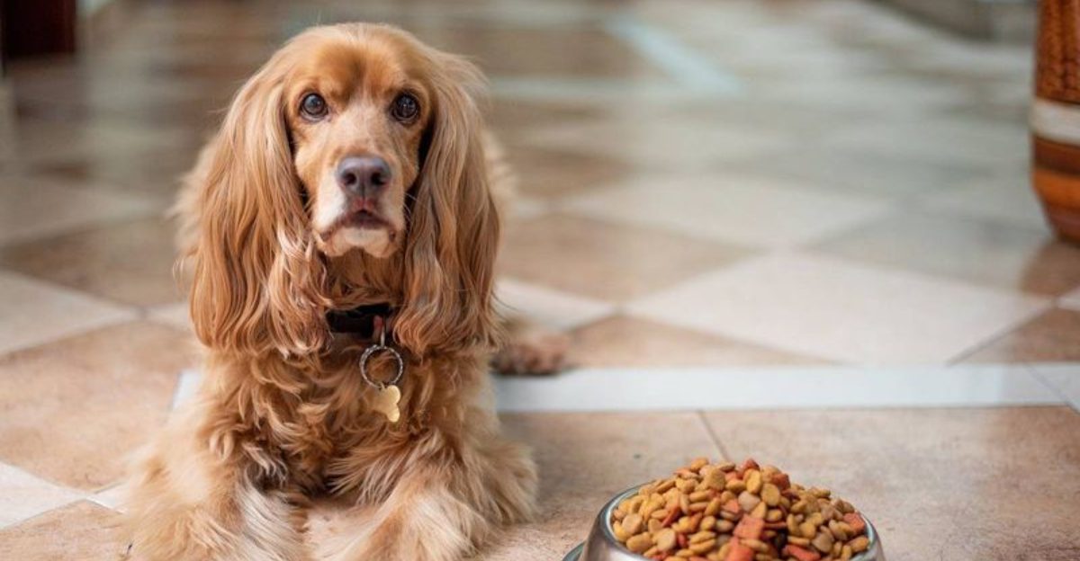 13 Smart Ways to Finally Get Rid of Your Dogs Bad Breath