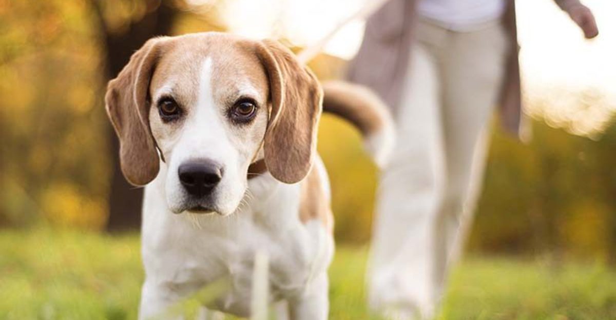 13 Things Dogs Really Wish Youd Stop Doing During Walks