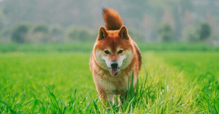 13 Types of Puppies That Are More Likely to Run Off When Given the Chance dog news