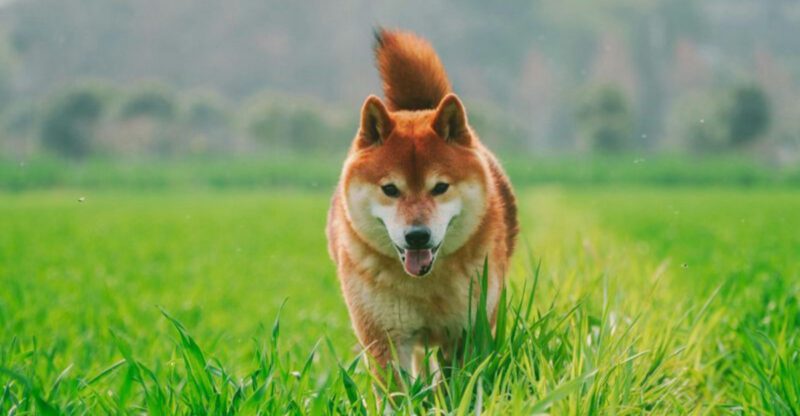 13 Types of Puppies That Are More Likely to Run Off When Given the Chance