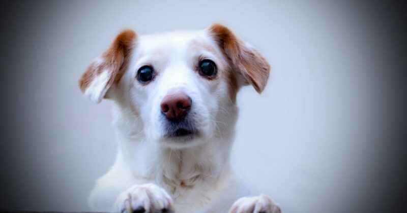 14 Best Watchdog Breeds for People Who Want a Dog That Alerts Fast