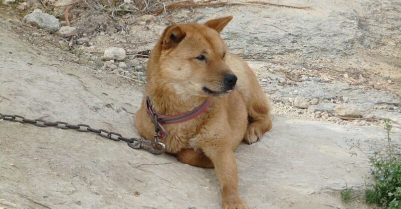 14 Breeds That Often Misread Friendly Human Body Language The Safer Approach