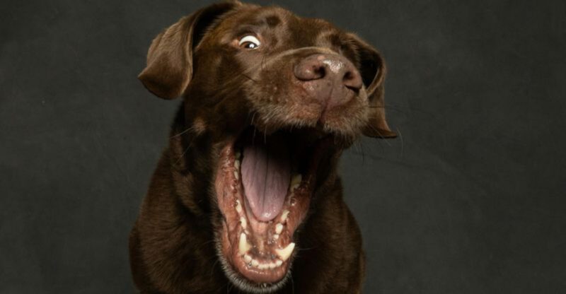 14 Dog Breeds So Naturally Goofy Theyll Have You Laughing Constantly