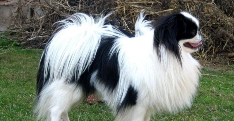 14 Dog Breeds That Cant Stand Being Rushed and Shut Down Heres How to Train Them