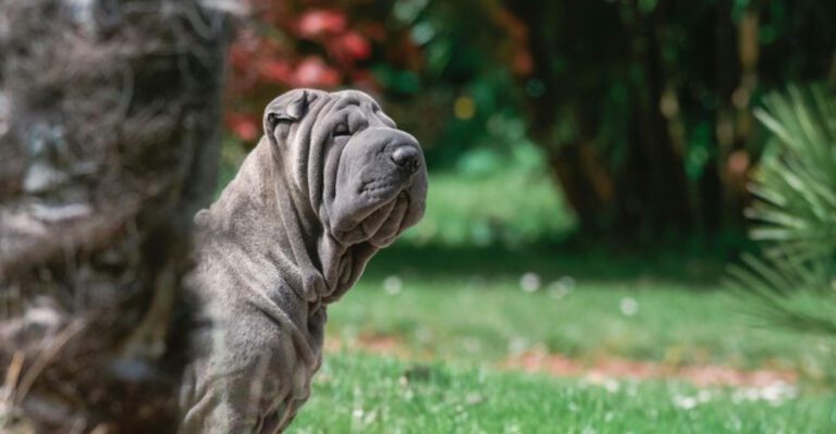 14 Dog Breeds That Commonly Suffer From Seasonal Itch The Home Care Checklist dog news