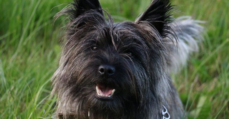 14 Dog Breeds That Doze Lightly but Spring Awake at the Smallest Noise Outdoors dog news