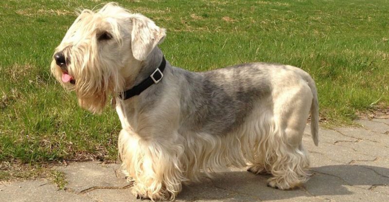 14 Dog Breeds That Often Hate Sudden Handling The Touch Training Method Trainers Use