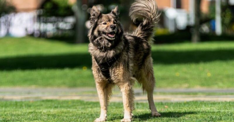 14 Dog Breeds That Sleep Lightly Just to Check if Youre Okay at Night