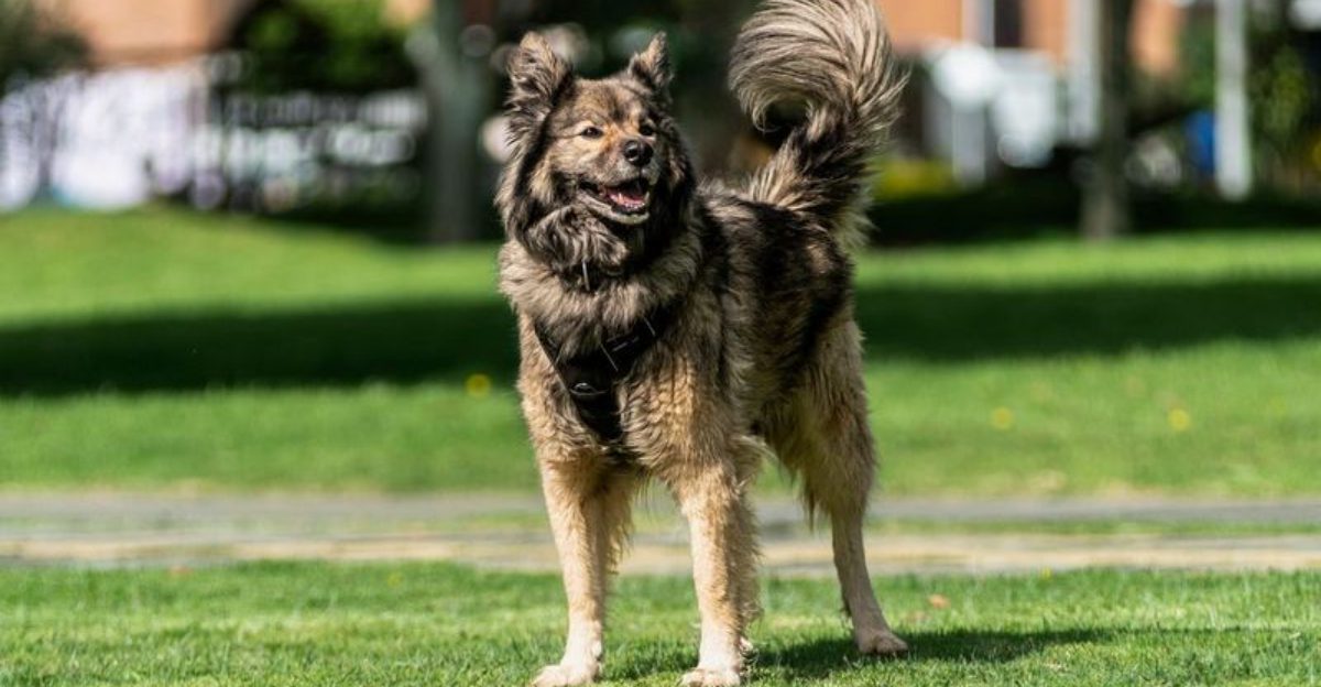 14 Dog Breeds That Sleep Lightly Just to Check if Youre Okay at Night