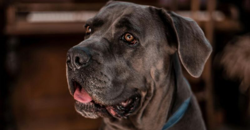 14 Dog Breeds That Stay Gentle at Home but Turn Into Fierce Protectors Outside