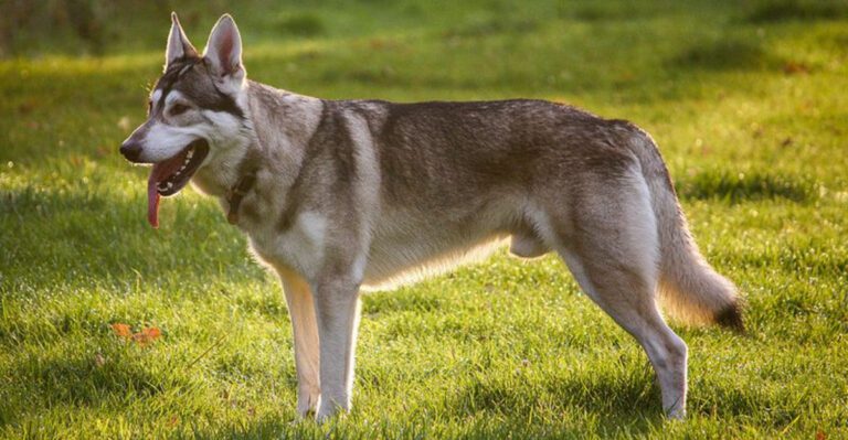 14 Dog Breeds That Strongly Mirror the Classic German Shepherd Appearance dog news