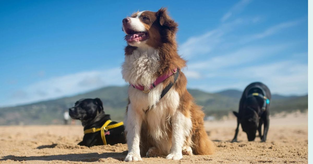 14 Dog Breeds That Tend to Be Early Risers and Love Morning Walks 1