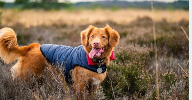 14 Dog Breeds That Tend to Be Early Risers and Love Morning Walks dog news