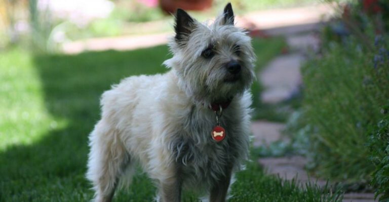 14 Dog Breeds That Treat New Shoes Like Toys The Prevention Trick That Works Fast dog news