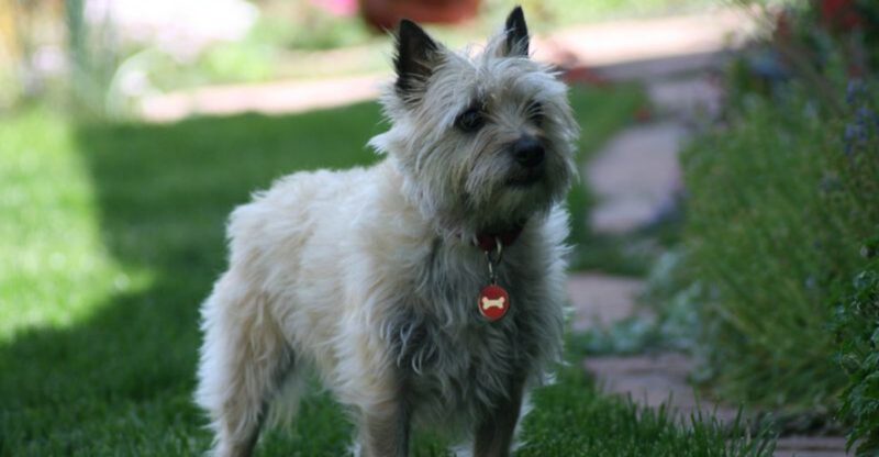 14 Dog Breeds That Treat New Shoes Like Toys The Prevention Trick That Works Fast