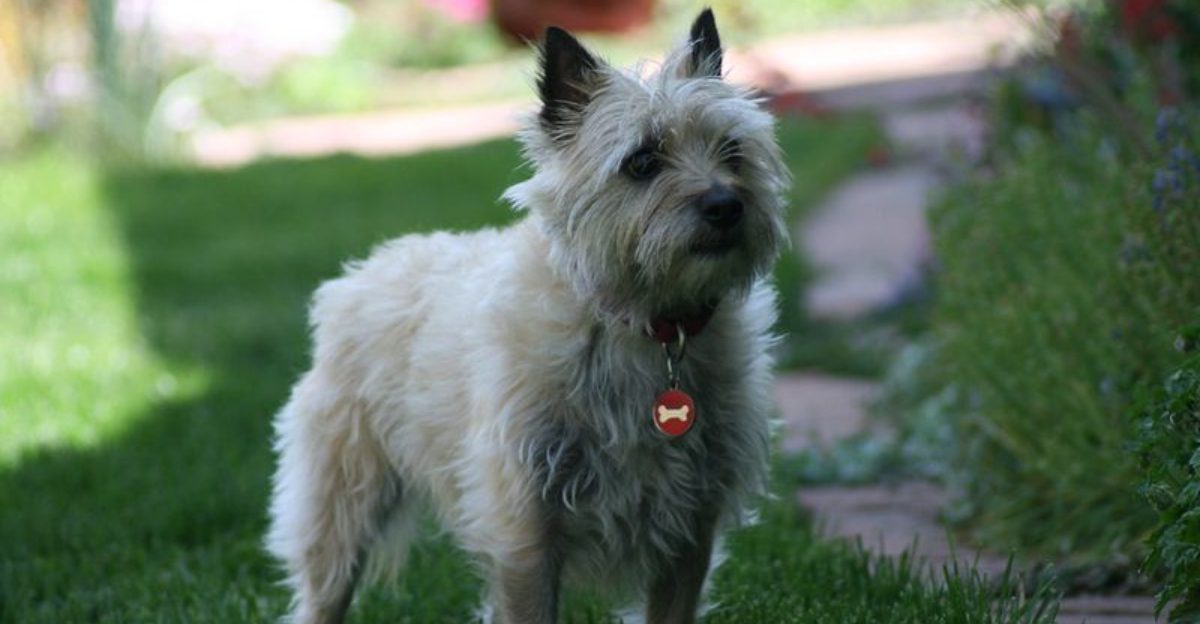 14 Dog Breeds That Treat New Shoes Like Toys The Prevention Trick That Works Fast