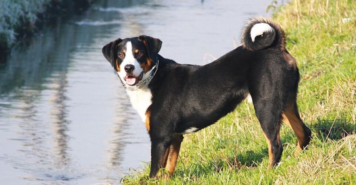14 Dog Breeds That Use Eye Contact as Their Own Special Language