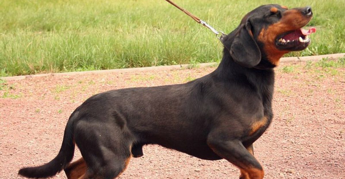 14 Dog Breeds With the Strongest Sniff Radar And Easy Games That Tire Them Out