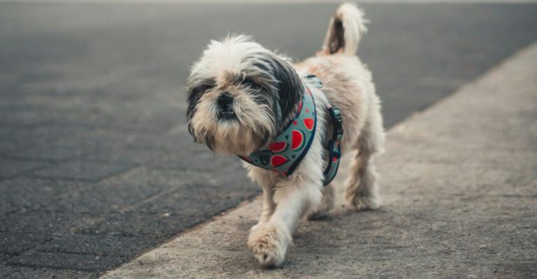 14 Flat Faced Dog Breeds Most at Risk of Overheating Critical Signs Owners Should Never Ignore dog news