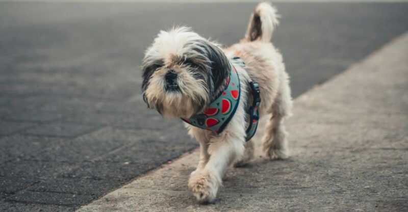 14 Flat Faced Dog Breeds Most at Risk of Overheating Critical Signs Owners Should Never Ignore