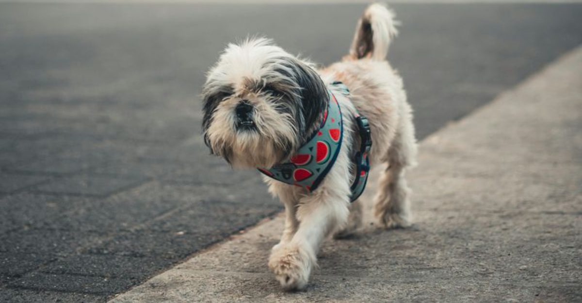 14 Flat Faced Dog Breeds Most at Risk of Overheating Critical Signs Owners Should Never Ignore