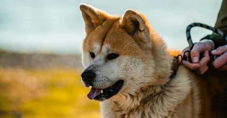 14 Independent Dog Breeds That Love Having Space of Their Own dog news