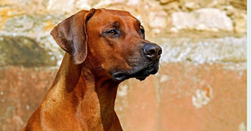 14 Protective Dog Breeds That Stay Loyal and Focused on Their Family 1