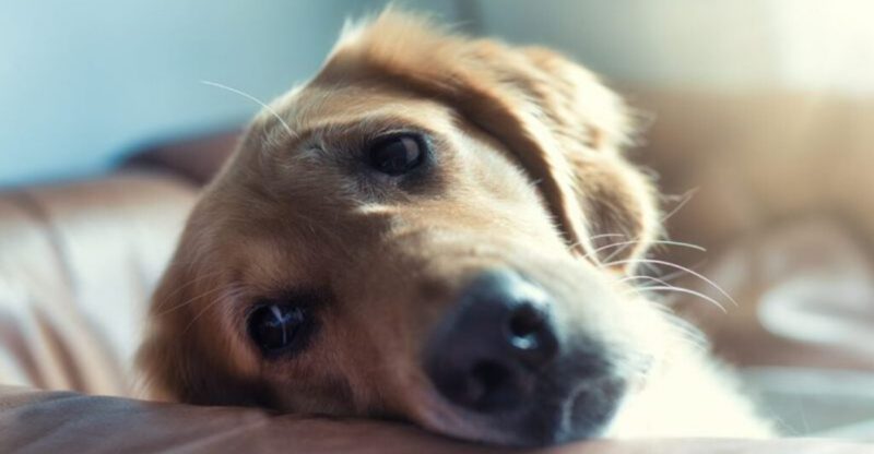 14 Ways To Make A New Dog Feel Safe In The First 7 Days At Home