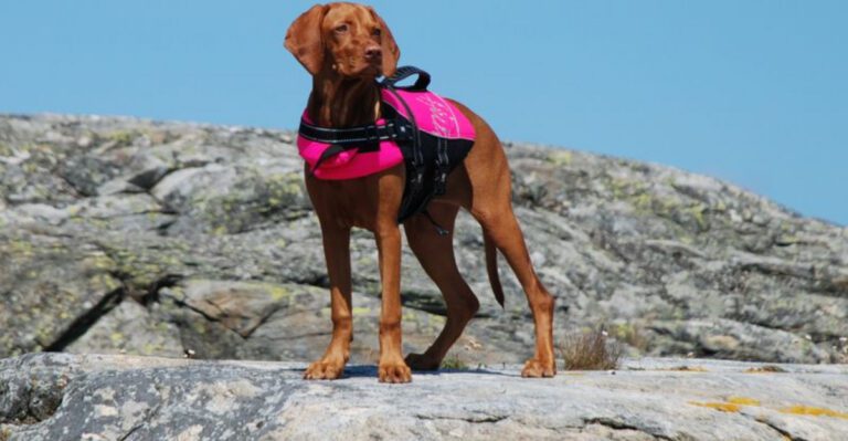 15 Adventure Loving Dog Breeds Perfect for Life on the Road dog news
