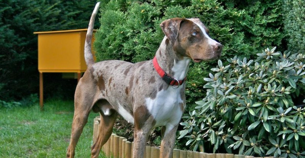 15 Deeply Intuitive Dog Breeds That Seem To Feel Every Emotion With You